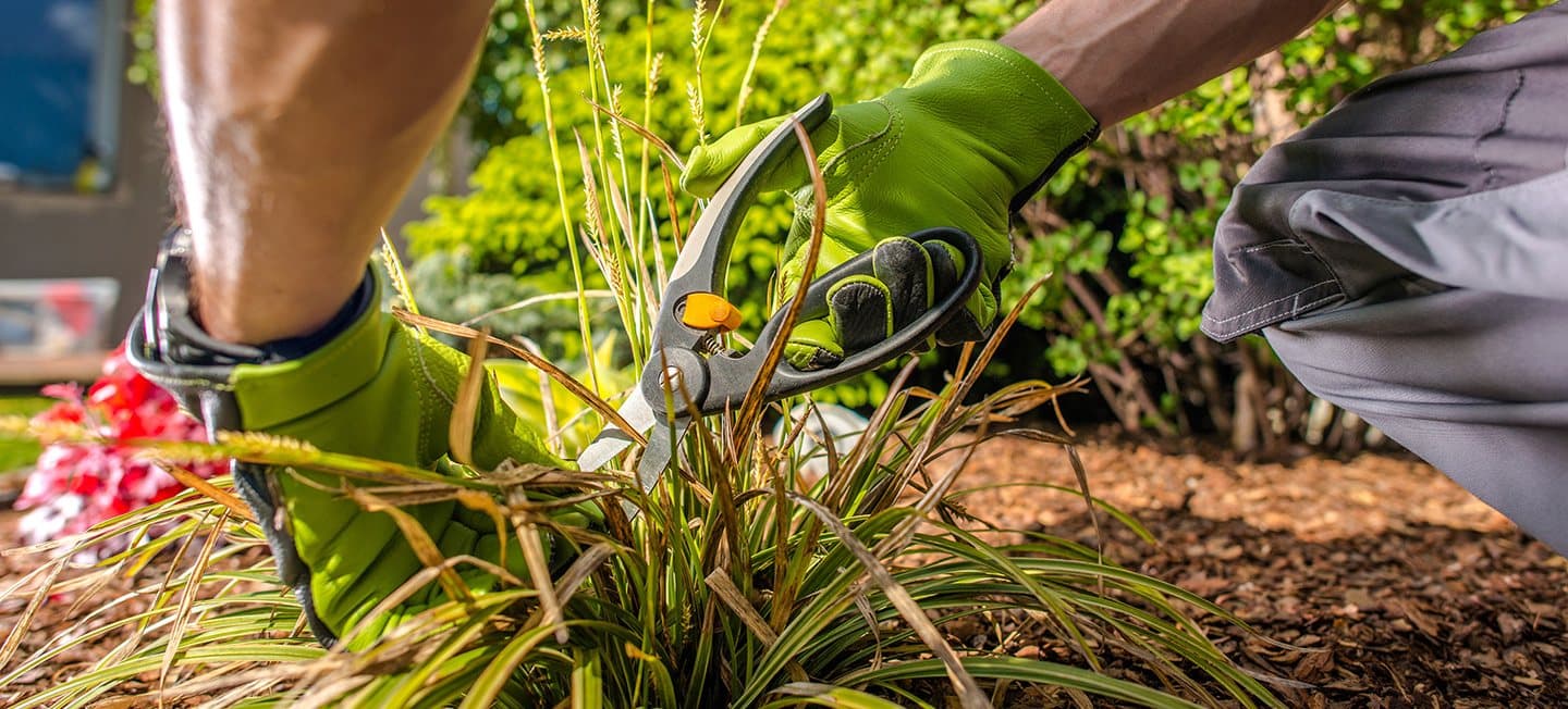 Nieuwe beplanting aanplanten