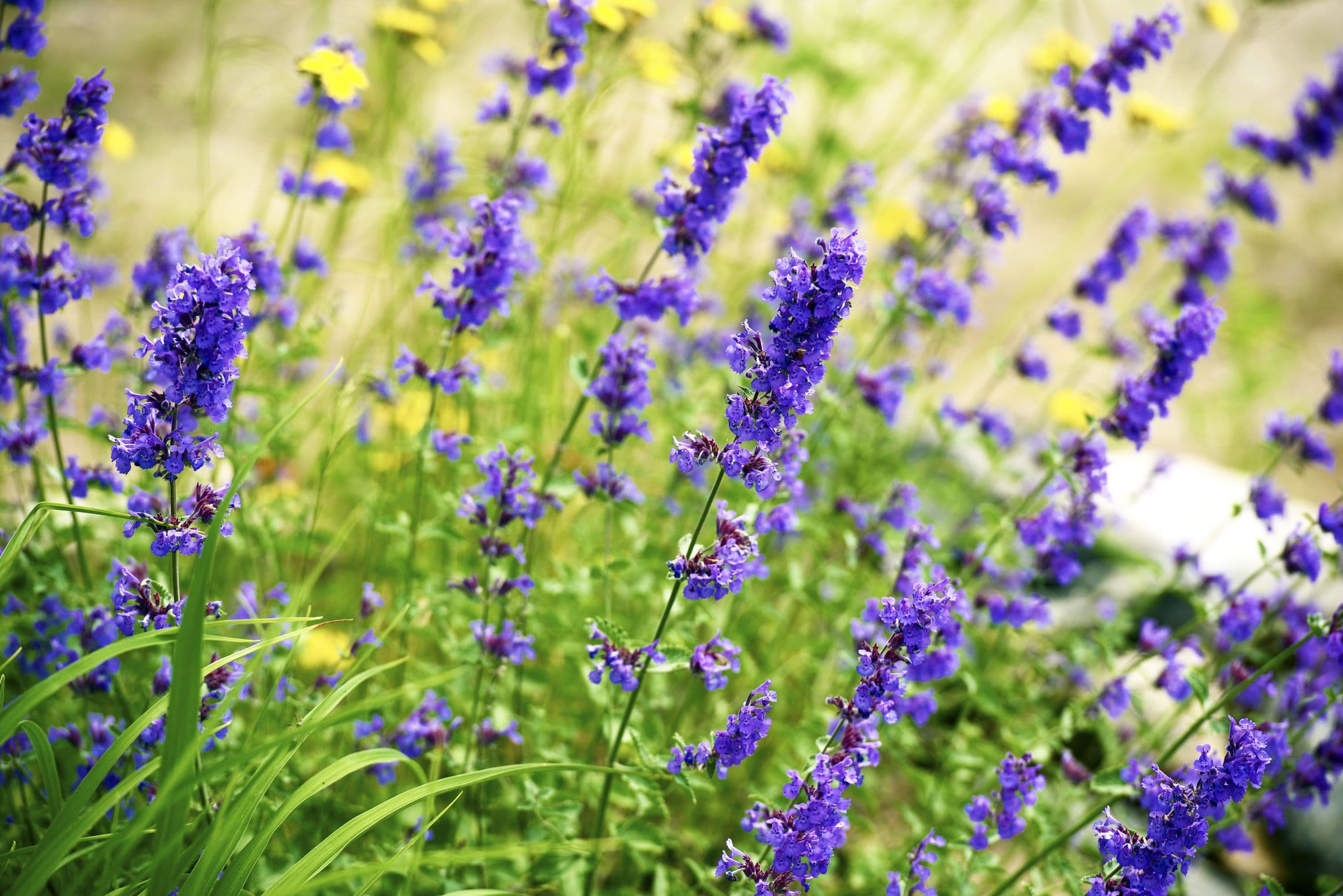 Bloeiende lavendel in een verzorgde border